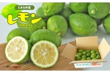玉名市産 レモン 2kg 【 熊本玉名・みかん専門店より 】 | フルーツ 果物 くだもの 柑橘 れもん 玉名 たまな 熊本県 玉名市