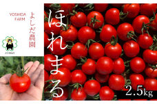 ミニトマト 『 ほれまる 』 約2.5kg よしだ農園 | 野菜 やさい トマト とまと 完熟 熊本県 玉名市