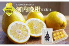 【 贈答用 ・ 桐箱 】 河内晩柑 6玉程度 | フルーツ 果物 くだもの 柑橘 ミカン みかん 晩柑 熊本県 玉名市