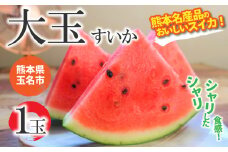 スイカ王国 くまもと ！ 熊本県産 大玉 スイカ 1玉 【 4月 ～ 6月 発送 】  | 果物 フルーツ スイカ すいか 西瓜 大きい 名産地 スイカ 熊本県 玉名市