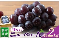 種無し ぶどう ニューベリ―A 約 2kg | フルーツ 果物 くだもの ぶどう ブドウ 葡萄 種なし 熊本県 玉名市 ぶどう 種無 ぶどう ぶどう