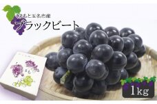 ブラックビート 1kg 《 東ぶどう園 》 | フルーツ 果物 くだもの ぶどう ブドウ 葡萄 熊本県 玉名市