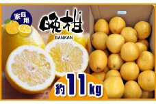 ≪ご家庭用≫ 晩柑 約11kg | フルーツ 果物 くだもの 柑橘 ミカン みかん オレンジ 熊本県 玉名市