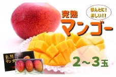 ほんとに！おしい！！マンゴー（2～3玉） 玉名市産 | フルーツ 果物 マンゴー 熊本 玉名