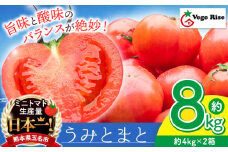 玉名市産 トマト 「 うみとまと 」 8kg ｜ 大玉 トマト 野菜 新鮮 高糖度 熊本県 玉名市 くまもと たまな