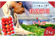 ＜3月発送予定＞ こだわり栽培 いちご 2kg 熊本県 たまな | フルーツ 果物 くだもの いちご 苺 イチゴ 熊本 玉名市