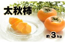 太秋柿 約3kg （ 8～10玉 ) 玉名市産 | フルーツ 果物 くだもの 柿 カキ 熊本県 玉名市