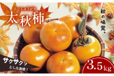 太秋柿 3.5kg 箱入り | 果物 くだもの フルーツ 柿 太秋 旬 秋 味覚 熊本県 玉名市