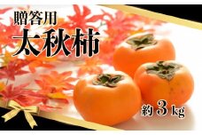 【 贈答用 】 太秋柿 約3kg 玉名市産 | フルーツ 果物 くだもの カキ 柿 ギフト 贈答 熊本県 玉名市
