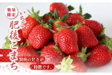 数量限定 ご家庭用 いちご 肥後こまち 約250g×2パック | 果物 くだもの フルーツ いちご 苺 イチゴ 肥後こまち 家庭用 希少 熊本県 玉名市