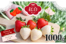 天使のいちご エンジェルエイト & かおり野 & あまおとめ 紅 白いちご 約1000g セット | フルーツ 果物 くだもの 苺 いちご イチゴ 白苺 熊本県 玉名市