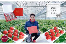 【化粧箱入り】２種のイチゴ食べ比べセット ＜マルキ農園＞ | 果物 フルーツ いちご ゆうべに 恋みのり 食べ比べ セット 熊本 玉名