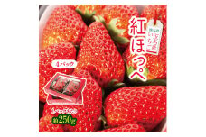 熊本県 玉名産 いちご 紅ほっぺ 約1000g (250g×4） | 果物 いちご 紅ほっぺ フルーツ 熊本 玉名