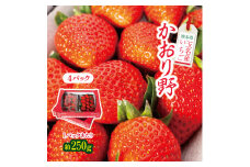 熊本県 玉名産 いちご かおり野 約1000g (250g×4） | 果物 いちご フルーツ 熊本 玉名