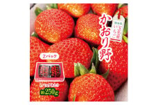 熊本県 玉名産 いちご かおり野 約500g (約250g×2） | 果物 いちご フルーツ 熊本 玉名
