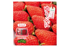 熊本県 玉名産 いちご ゆうべに 約500g (約250g×2） | 果物 いちご ゆうべに フルーツ 熊本 玉名