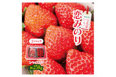 熊本県 玉名産 いちご 恋みのり 約500g (約250g×2） | 果物 いちご 恋みのり フルーツ 熊本 玉名