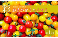 おたのしみ ミニトマト 1kg サザキ農園 | | 野菜 やさい トマト とまと ミニトマト 熊本県 玉名市 生産量 日本一 玉名市 !!