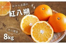 『 みかん王国 』 の 紅八朔 8kg | フルーツ 果物 くだもの 柑橘 柑橘類 みかん ミカン 熊本県 玉名市