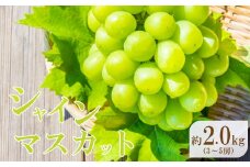 熊本県産 シャインマスカット 約2kg 『 かめまる食堂 』 種無し ぶどう | フルーツ 果物 くだもの ブドウ 葡萄 種なし シャイン マスカット 熊本県 玉名市