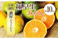 自然栽培 極早生 みかん 約 10kg | フルーツ 果物 くだもの 柑橘 柑橘類 ミカン 熊本県 玉名市