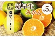 自然栽培 極早生 みかん 約 5kg | フルーツ 果物 くだもの 柑橘 ミカン 熊本県 玉名市