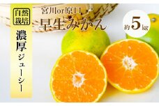 自然栽培 早生 宮川 みかん or 原口みかん 約 5kg | フルーツ 果物 くだもの 柑橘 ミカン 熊本県 玉名市