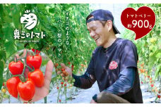 ミニトマト 生産量 日本一 玉名市 !! トマトベリー 約 900g ｜ 野菜 トマト プチトマト 希少 熊本 玉名 くまもと たまな