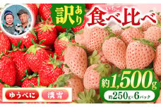 家庭用 淡雪 ゆうべに セット 約1500g | 赤 白 いちご 苺 イチゴ 淡雪 ゆうべに 食べ比べ セット 家庭用 熊本県 玉名市 生産量 西日本 1位