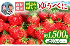 家庭用 ゆうべに 約1500g | 果物 くだもの フルーツ いちご 苺 イチゴ ゆうべに 家庭用 ジャム コンポート 熊本県 玉名市