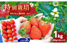 【 定期便 3回 】 特別栽培 いちご  約 1kg  | 果物 くだもの フルーツ いちご 苺 イチゴ ゆうべに 恋みのり 定期便 3回 熊本県 玉名市