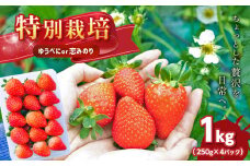 ＜ 2月発送予定 ＞ 特別栽培 いちご 1kg　| 果物 くだもの フルーツ いちご 苺 イチゴ ゆうべに 恋みのり 熊本県 玉名市