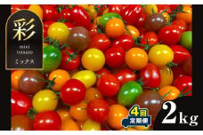 【定期便 4回】サザキ農園　ミニトマト彩りセット（ミックス）  | 野菜 やさい トマト とまと ミニトマト 熊本県 玉名市 2kg×4回 定期 セット 彩 全国 1位