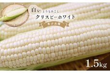 クリスピーホワイト 白い とうもろこし 約 1.5kg ｜ 野菜 やさい とうもろこし トウモロコシ 白とうもろこし クリスピーホワイト 希少品種 熊本県 玉名市 くまもと たまな