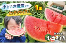 スイカ 王国 熊本 ！ 小玉 すいか 1玉 ｜果物 くだもの フルーツ すいか スイカ 西瓜 小玉 熊本県産 【 4月 ～ 6月 発送 】