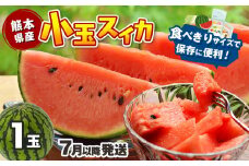 【7月以降発送 】 スイカ 王国 熊本 ！ 小玉 すいか 1玉 ｜果物 くだもの フルーツ すいか スイカ 西瓜 小玉 熊本県産 