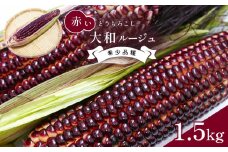 大和ルージュ 赤い とうもろこし 約 1.5kg ｜ 野菜 とうもろこし 熊本県 玉名市 くまもと たまな