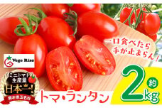 ミニトマト生産量 日本一 玉名市！！ 「 トマ・ランタン 」 約 2kg | ミニトマト トマト Vege Rise 野菜 高糖度 濃厚 アイコ プチトマト 熊本県 玉名市