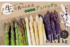 生で食べれる ‼ アスパラガス 3色 セット（ グリーン ・ホワイト ・ パープル  ）約 1.1kg ｜ 野菜 アスパラ ソムリエ 新鮮 健康 熊本県産 熊本 玉名 くまもと たまな