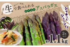 生で食べれる ‼ アスパラガス 2色 セット（ グリーン ・ パープル  ）約 1.1kg ｜ 野菜 アスパラ ソムリエ 新鮮 健康 熊本県産 熊本 玉名 くまもと たまな