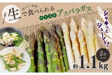 生で食べれる ‼ アスパラガス 2色 セット（ グリーン ・ ホワイト  ）約 1.1kg ｜ 野菜 アスパラ ソムリエ 新鮮 健康 熊本県産 熊本 玉名 くまもと たまな