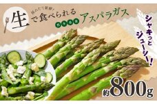生で食べれる ‼ アスパラガス （ グリーン ）約 800g ｜ 野菜 アスパラ ソムリエ 新鮮 健康 熊本県産 熊本 玉名 くまもと たまな