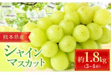 シャインマスカット 約 1.8kg （3～4房） ｜ フルーツ 果物 ぶどう 葡萄 新鮮 農家直送 熊本県 玉名市 くまもと たまな