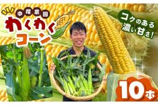わくわくコーン 熊本玉名産 10本 中尾農園 | コーン とうもろこし とうきび 甘い 焼き とうもろこし 茹で とうもろこし 熊本県 玉名市 