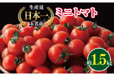 ミニトマト 生産量 日本一 玉名市 !！ ミニトマト 約 1.5kg ｜ ミニトマト 野菜 トマト プチトマト 熊本県 玉名市 くまもと たまな