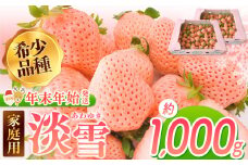 【年末年始発送】ご家庭用淡雪 約1000g ｜ フルーツ 果物 いちご 淡雪 熊本 玉名