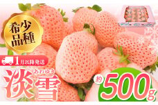 淡雪 約500g ｜ フルーツ 果物 苺 イチゴ いちご 淡雪 希少品種 熊本 玉名