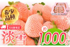 淡雪 約1000g ｜ フルーツ 果物 苺 イチゴ いちご 淡雪 希少品種 熊本 玉名