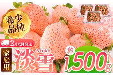 【2月以降発送】ご家庭用淡雪 約1500g ｜ フルーツ 果物 いちご 淡雪 熊本 玉名