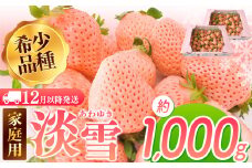 【12月以降発送】ご家庭用淡雪 約1000g ｜ フルーツ 果物 いちご 淡雪 熊本 玉名